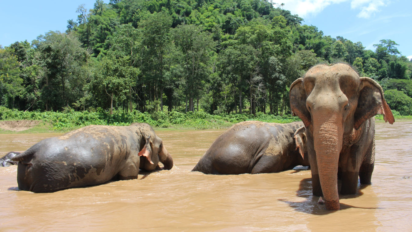 Thais' Elephant clean themselves in the national park